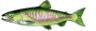 Chum Salmon