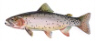 Yellow Cutthroat Trout