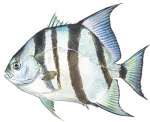 Atlantic Spadefish