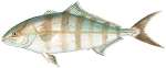 Banded rudderfish