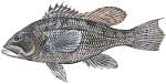 Black Sea Bass 