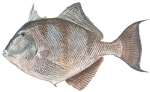 Gray Triggerfish