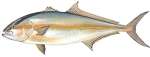 Greater Amberjack