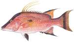 Hogfish