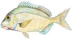 Jolthead Porgy