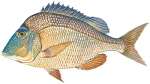 Knobbed Porgy