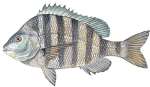 Sheepshead