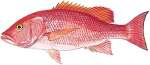 Silk Snapper