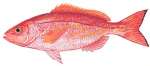 Vermillion Snapper