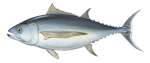 Albacore