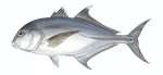 Bigeye Trevally