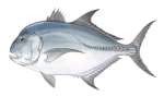 Giant Trevally