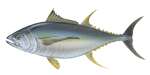 Yellowfin Tuna