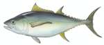 Bigeye Tuna