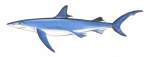 Blue Shark