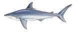 Porbeagle Shark