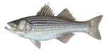 Striped Bass