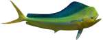 Dolphinfish