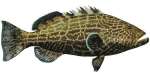 Black Grouper