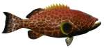 Yellowfin Grouper