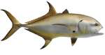 Crevalle Jack