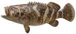 Goliath Grouper