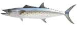 Spanish Mackerel