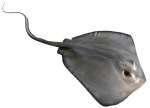 Southern Stingray