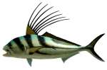 Roosterfish