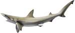 Bonnethead