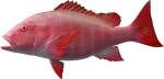 Red Snapper