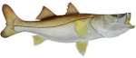 Common Snook