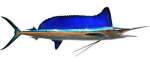Longbilled Spearfish