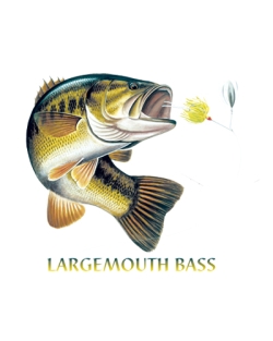 Largemouth Bass Combo Door Mat