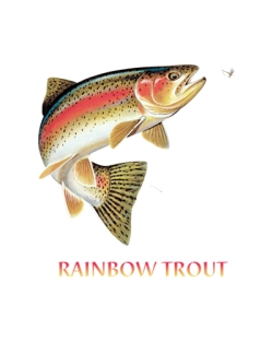 Rainbow Trout Combo Crew Neck Sweatshirt