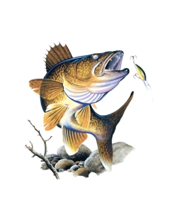 Walleye T-Shirt