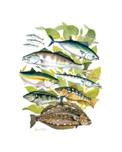 Phantoms Saltwater Fish 50/50 Tee
