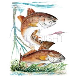 Redfish 50/50 Tee - Size 3XL