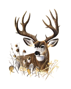 Fall Buck Pullover Hooded Sweatshirt