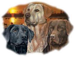 Sunset Labrador Retrievers 50/50 Tee