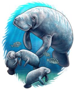 Manatee and Babies Zip Up Hooded Sweatshirt