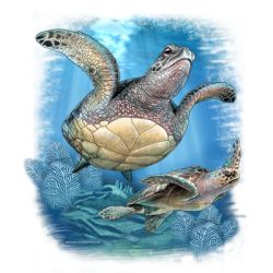 2 Sea Turtles Ladies Tee