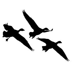 Snow Geese Cuppin Wall Decal