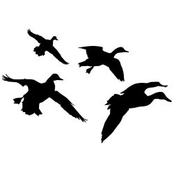 Ducks Jukin 4 Wall Decal