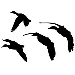 Ducks Jukin 5 Wall Decal