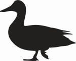 Single Duck Walking Decal