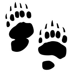 Bear Tracks Wall Decal