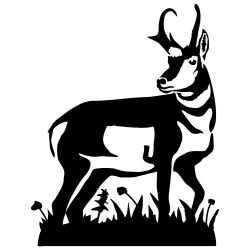 Pronghorn Antelope Detail Wall Decal