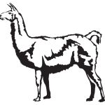Detailed Llama
