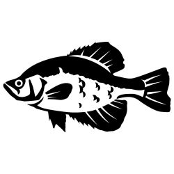 Crappie 2 Wall Decal